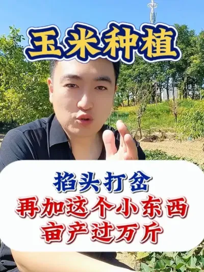 红薯想要种的好，牙签你是少不了 #红薯种植 #红薯种植技术 #红薯高产 #红薯高产种植 #农业种植