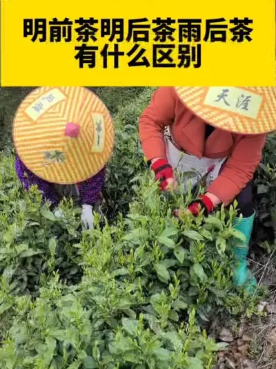 明前茶明后茶雨后茶有什么区别#茶树 #茶树管理技术与指导 #春茶采摘 #采茶