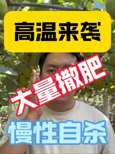 猕猴桃高温期间大量撒复合肥等于慢性自杀‼️ 能不能撒肥？怎么撒？一是控制好用量，二是选好品类，三是选好施用方式，保证树体在高温期间正常生长正常膨果～#猕猴桃种植#果树管理 #2025新农人计划