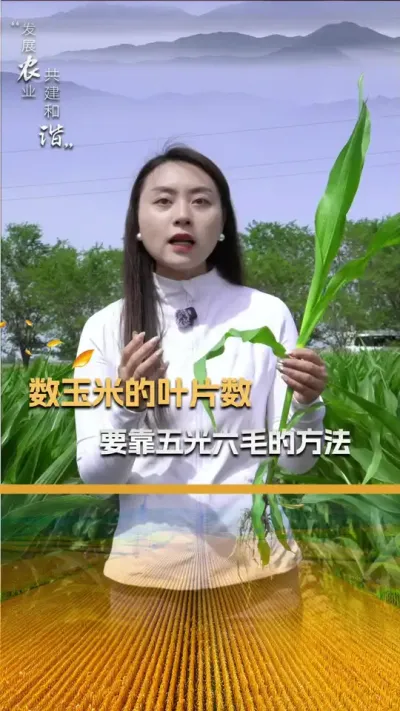 数玉米叶片数的方法-五光六毛法#玉米种植#玉米种植技术#玉米种子#三农#抖音新农人