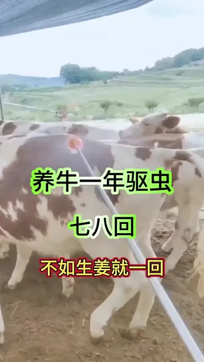 养牛一年7，8回不如用生姜一回#养牛人 #科学养牛 #农村养牛 #养牛 #牛羊驱虫