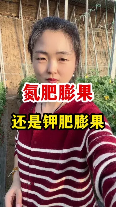氮肥膨果还是钾肥膨果？ #西红柿种植 #西红柿种植技术