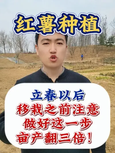 红薯蘸了根，高产翻几轮 #红薯种植 #红薯种植技术 #红薯高产 #红薯高产种植 #红薯高产种植技术