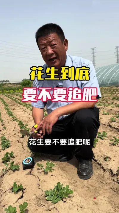 花生到底需不需要追肥？怎么追？#花生种植 #花生高产 #花生管理 #花生追肥 #毛国富大田高产管理