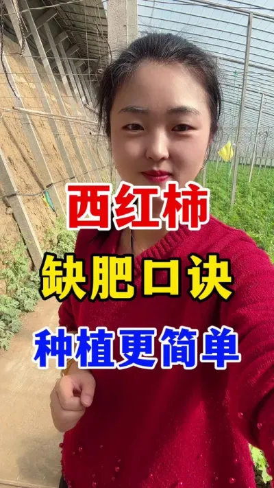 分享西红柿缺肥口诀 让管理更简单#西红柿种植 #西红柿种植技术