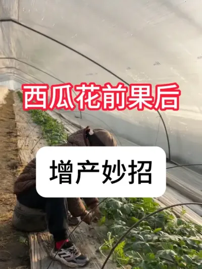 西瓜花前果后增产妙招 #农业种植 #抖音助农 #西瓜 #种植小技巧 #真赞农业