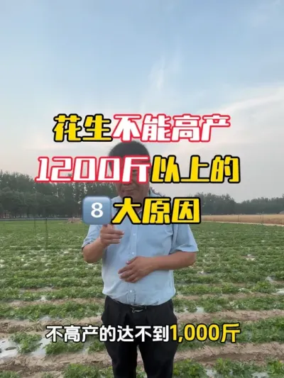 花生不能高产1200斤以上的八大原因#花生种植 #花生管理 #花生高产 #毛国富大田高产管理