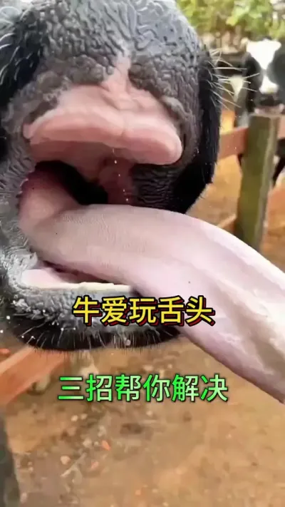牛玩舌头，三个方法帮你解决#养牛人 #科学养牛 #农村养牛 #养牛 #养牛技术