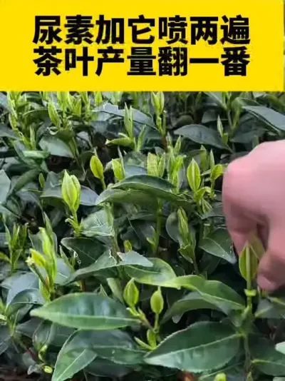 尿素加它喷两遍，茶叶产量翻一番#茶树 #春茶采摘 #茶树管理技术与指导 #采茶