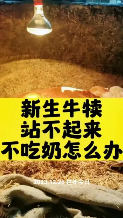 #农村养牛 #西门塔尔繁殖母牛 #助力三农 #母牛 #农村创业养殖