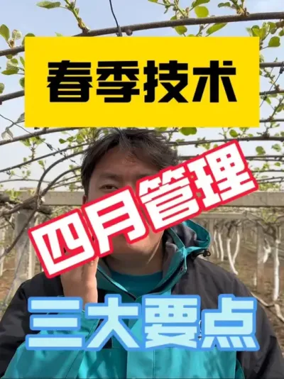 猕猴桃园四月管理要点！ 修剪管理最重要，打好全年基础‼️植保管理注意病虫害防治，水肥管理提升出芽率，环环相扣！#2025新农人计划 #猕猴桃种植 #猕猴桃