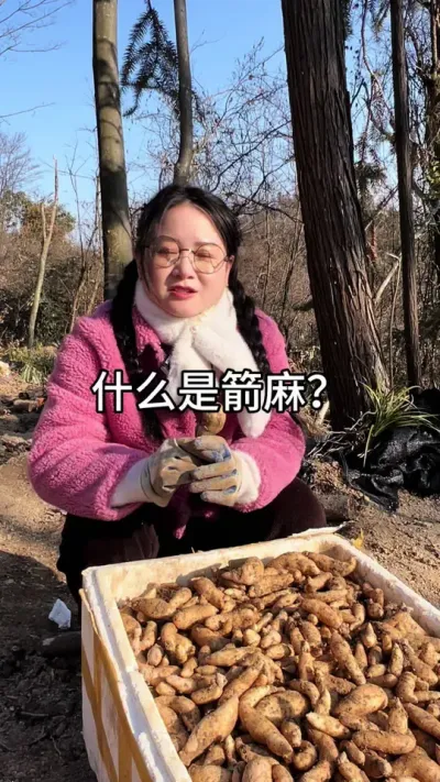 什么是箭麻？ #天麻种植 #农业技术推广 #技术分享 @抖音小助手