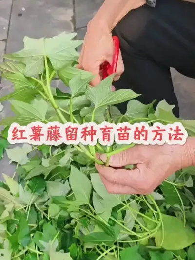 红薯藤留种育苗的方法#红薯高产种植  #红薯高产  #红薯种植 #红薯种植管理