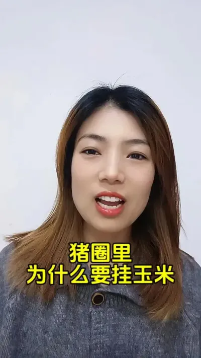 猪圈里面挂玉米#养猪#农村养猪 #猪场管理 #养猪人不容易 #三农养猪人 #每天分享养猪知识