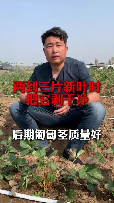 想要匍匐茎发的好，两到三片新叶时把它剥干净 #种草莓 #草莓种植 #草莓种苗 #三农 #草莓育苗基地