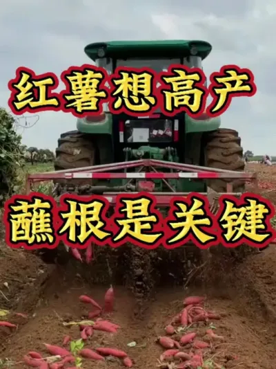 红薯想高产蘸根是关键#红薯种植 #红薯高产种植 #红薯高产 #红薯种植知识