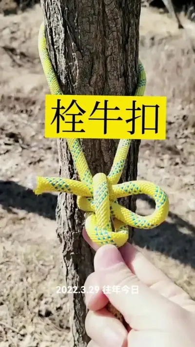 栓牛扣#养牛人 #养牛 #农村养牛