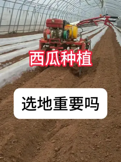 西瓜种植 西瓜适合什么土质？西瓜选地技巧#农业种植 #种植小技巧 #抖音助农 #西瓜 #真赞农业