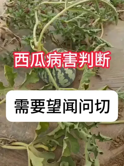 西瓜病害怎么辨别？ #病虫害防治 #西瓜种植 #新农人计划 #抖音助农