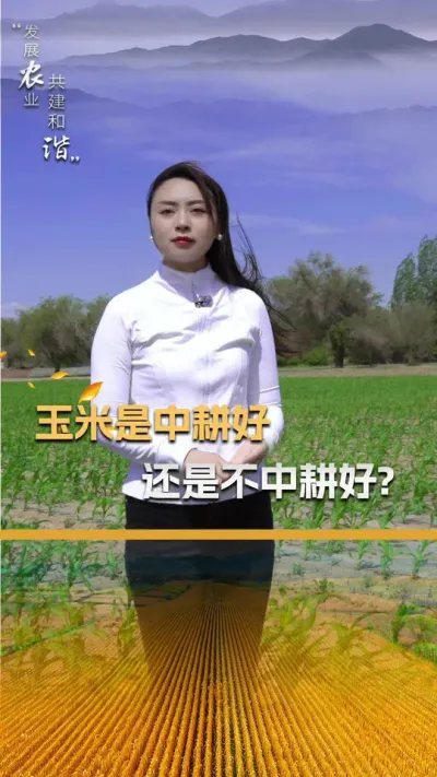 玉米是中耕好还是不中耕好#玉米种植 #玉米种植技术 #玉米种子 #三农 #抖音新农人