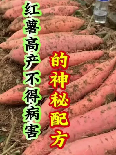 红薯高产不得病害配方#红薯种植 #红薯高产管理 #红薯高产种植 #红薯种植方案