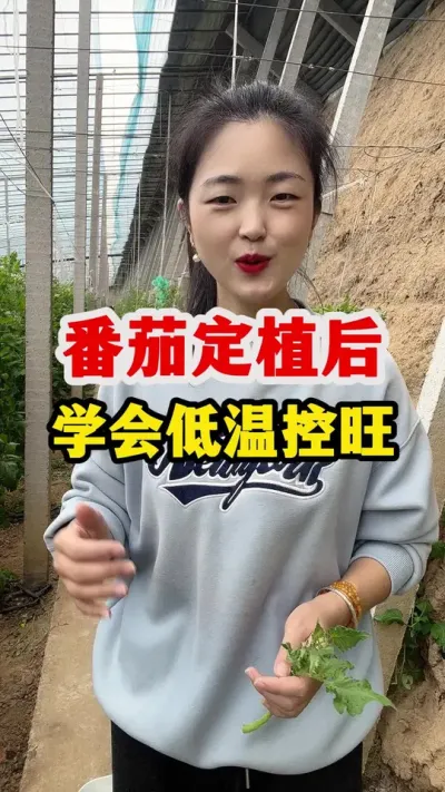 番茄定植初期一定要进行低温处理 #番茄种植技术 #番茄种植