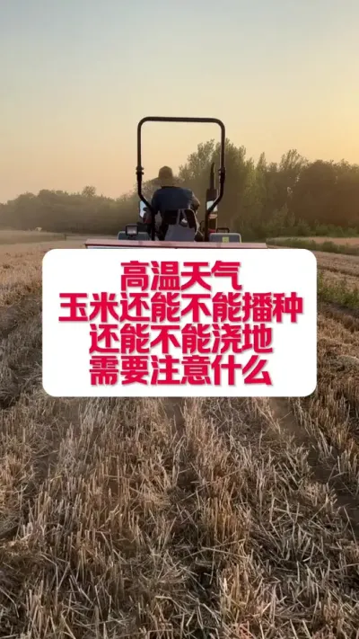 高温玉米还能不播种，能不能浇水 #分享农业知识 #农技知识分享 #分享植保小知识
