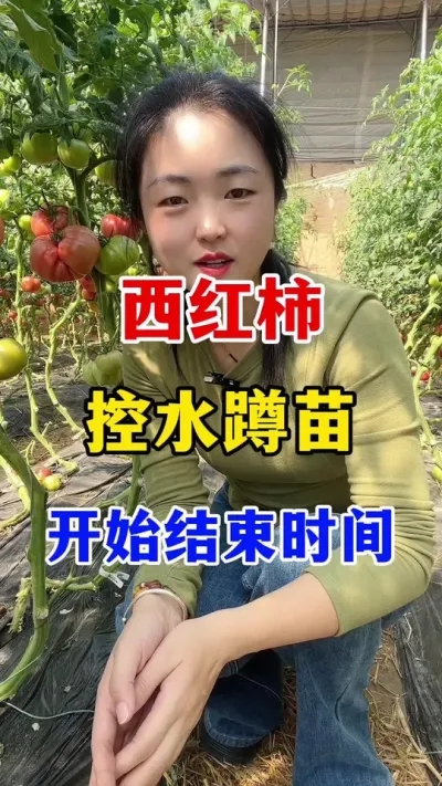 西红柿控水蹲苗开始跟结束时间#西红柿种植 #西红柿种植技术