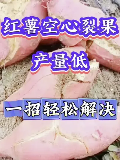 红薯空心裂果产量低一招轻松解决#红薯种植 #红薯高产 #红薯高产种植 #红薯高产种植管理方案