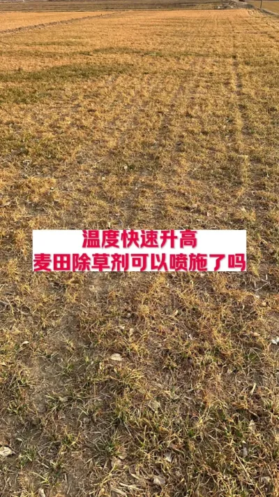 温度快速回升，麦田除草剂可以喷施了吗？ #支持三农扶持三农发展 #分享农业知识帮农民增产增收