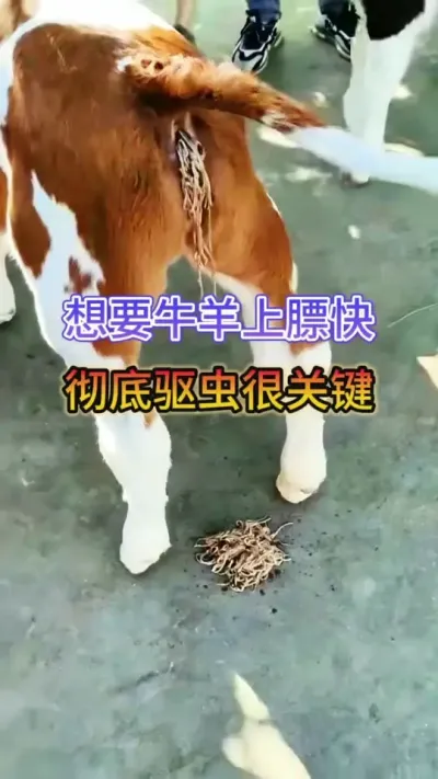 想要牛羊上膘快，彻底驱虫很关键#养牛 #养牛技术 #牛羊养殖 #养牛知识