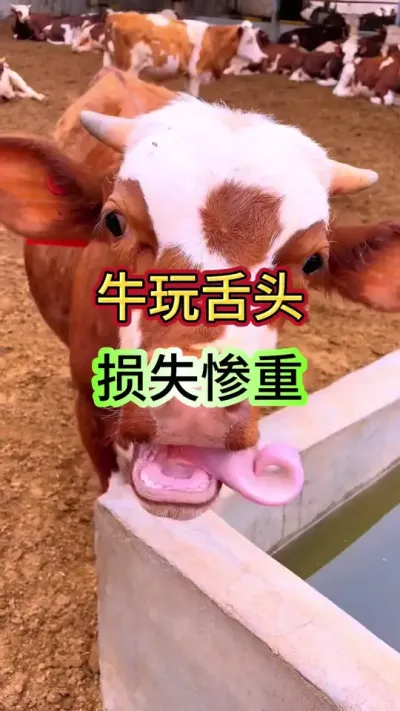 牛玩舌头轻松搞定#养牛 #养牛技术 #牛羊养殖