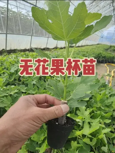 无花果杯苗栽苗旺季即将到来#耿记无花果种植专业合作社 #无花果树苗