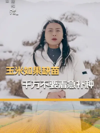 玉米缺苗，千万不要着急补种。 #玉米种子 #玉米种植 #三农 #玉米种植技术 #抖音新农人