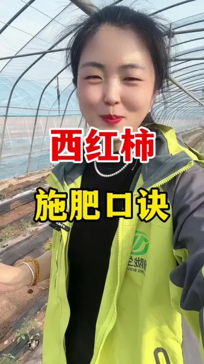 西红柿施肥口诀记住增产增收#西红柿种植#西红柿种植技术 #农技推广