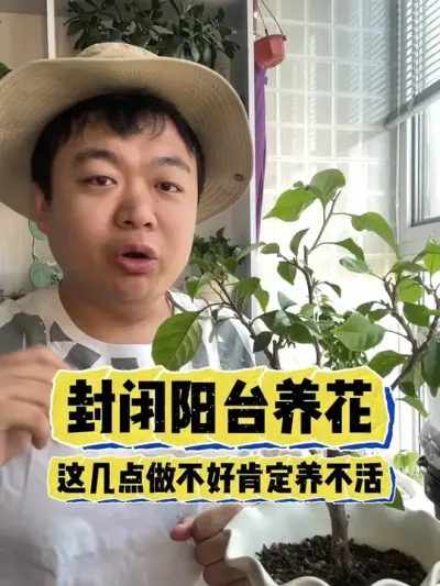 为啥你封闭阳台养不好花这几点没做好。 #养花小知识 #养花 #花卉 #花卉绿植 #盆栽
