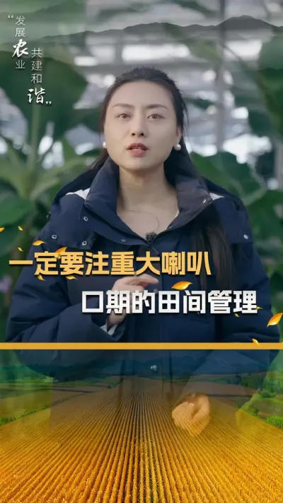 一定要注重大喇叭口期的田间管理#玉米种植 #玉米种植技术 #玉米种子 #三农 #抖音新农人