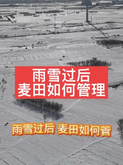 雨雪过后，麦田管理方案 #支持三农扶持三农发展