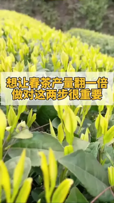 想让春茶产量翻一倍，做对这两步很重要#茶树 #茶树管理技术与指导 #茶树种植