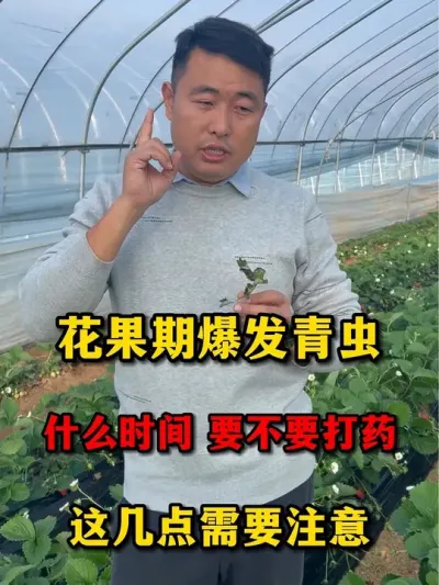 花果期爆发青虫怎么办#草莓🍓 #草莓 #农业种植 #草莓种植管理技术和方法 #病虫害防治