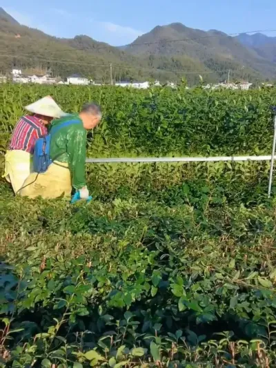 剪枝#茶树 #茶树管理技术与指导 #茶农茶事
