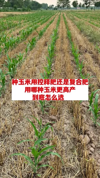 种玉米用什么肥料最好。#服务三农心系三农 #知识分享 #农业种植技术