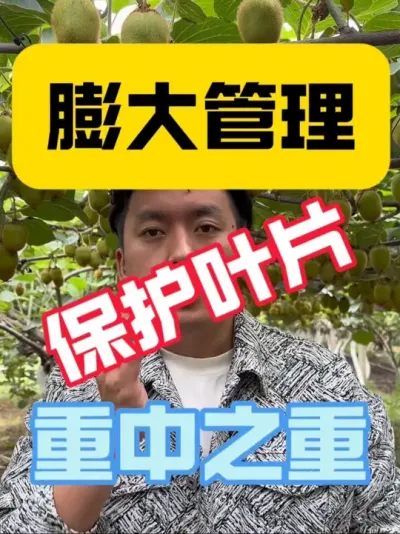 膨大好不好，叶片是关键‼️ 猕猴桃不能只关注果子大不大，后期要想膨大好，必须保护好叶片‼️叶片既是光合作用的工厂、养分吸收与运输的引擎，还是养分储存的仓库，不仅关系今年膨大，还决定来年出芽与树体健壮程