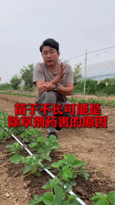 苗子不长可能是除草剂药害！#草莓种植 #草莓种植技术 #分享农业知识帮农民增产增收 #新农人计划