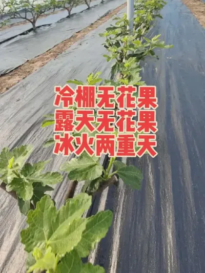 冷棚里芽子这么大了，露天无花果发芽还得十多天#耿记无花果种植专业合作社 #无花果杯苗