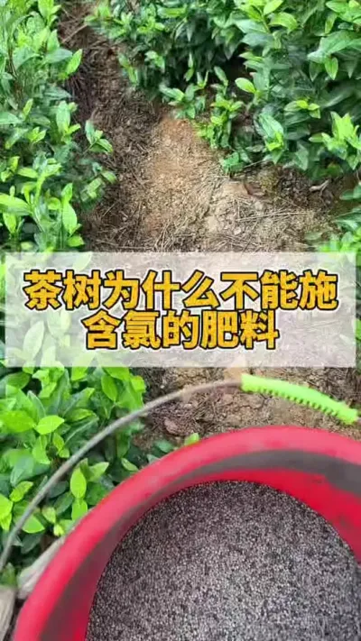 茶树为什么不能施含氯的肥料#茶树 #茶树管理技术与指导 #茶农茶事 #茶树种植