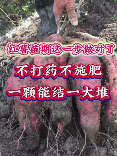 红薯苗期做好这一步高产又丰收#红薯高产种植  #红薯高产  #红薯种植 #红薯种植管理