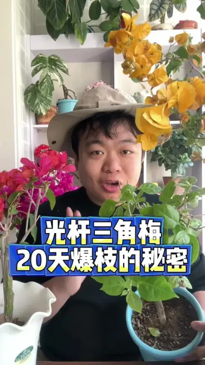 光杆三角梅，20天爆芽爆枝爆叶的秘密来了。 #养花 #养花小知识 #花卉 #花卉绿植 #盆栽