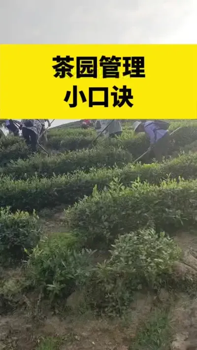 茶园管理小口诀#茶树 #茶树种植 #茶树种植技术与管理