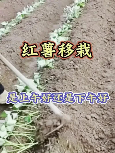 红薯移栽是上午好还是下午好#红薯种植  #红薯高产种植  #红薯高产种植技术  #红薯高产